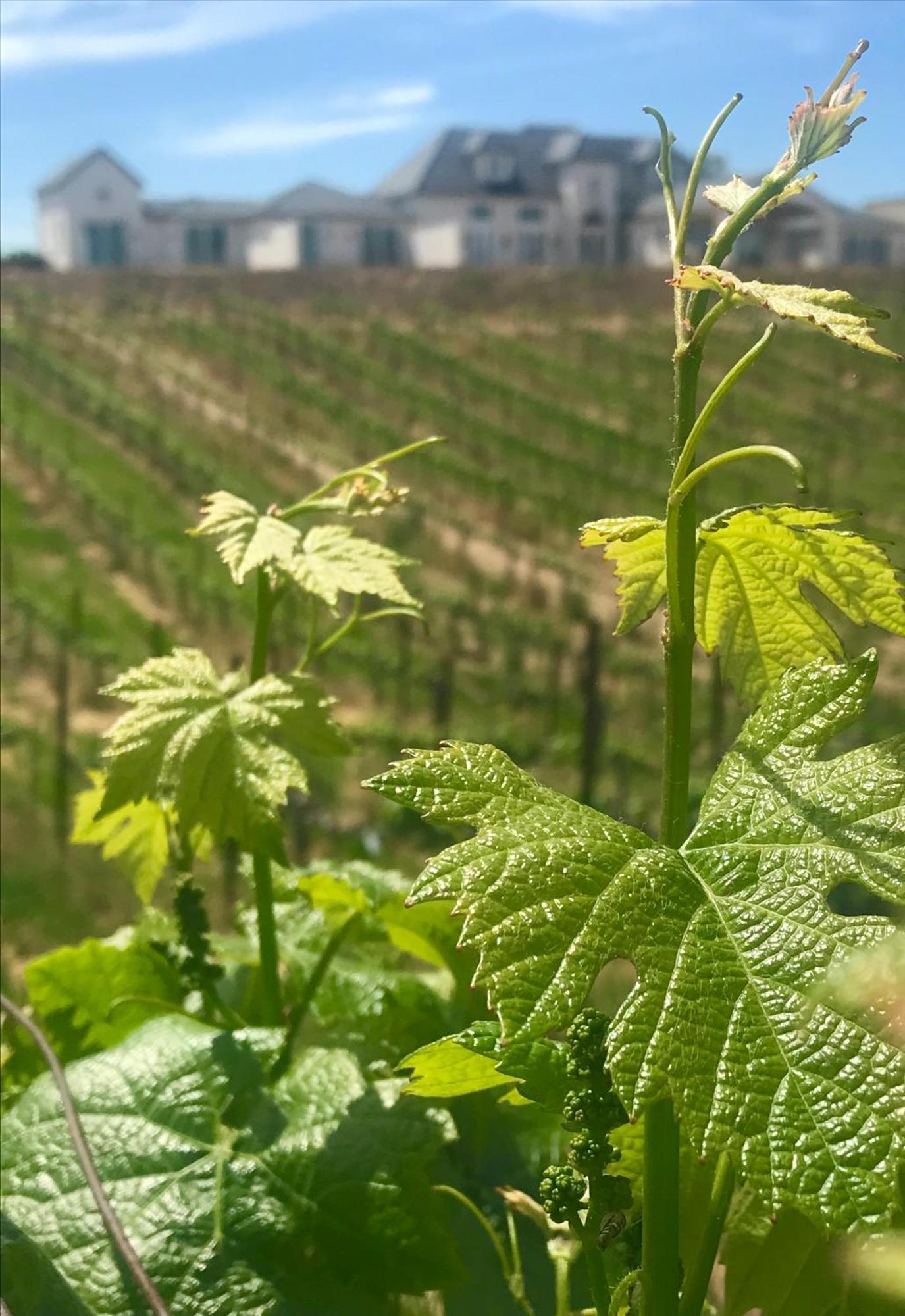 مبيت وإفطار تيميكولا، ريفيرسيدي، كاليفورنيا Domaine Chardonnay المظهر الخارجي الصورة